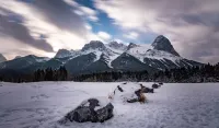 Luxury One Bedroom Condo in Canmore
