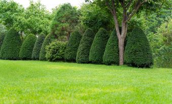 Inje Birch Tree Forest Pension