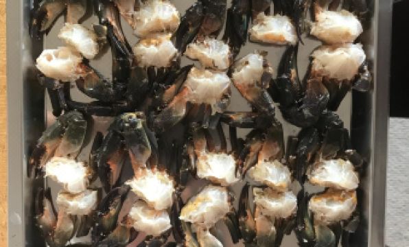 4. 민슈쿠 가이케이..