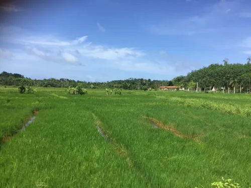 Green Herbal Ayurvedic Eco-Lodge