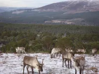 Dunroamin Bed and Breakfast Hotels in Aviemore