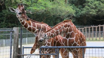 その他 オキナワグランメールリゾートの写真