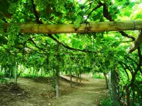 Turpan Momingpinju Homestay (Grape Valley Scenic Area Qingwa Lane) Các khách sạn gần Xinjiang Damo Soil Art Museum