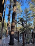 Family-sized, quaint cabin on the edge of the US Forest
