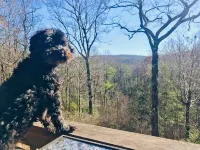 Buck's Cabin near Brevard, NC  Dog Friendly Wood stove, mtn views in forest.