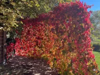 Wheelchair access to Mont Ventoux, between Sault and Monieux. Hotels in Monieux