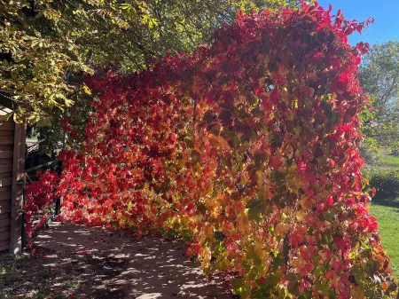 Wheelchair access to Mont Ventoux, between Sault and Monieux.