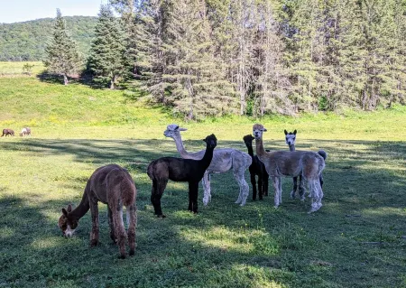 Charming historic cottage on scenic road to Mt. Greylock
