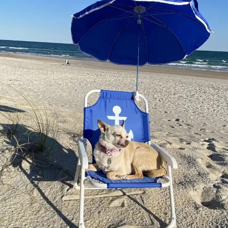 Fully Renovated Oceanfront - Private Beach Access - Dog Friendly - Sleeps 8