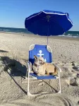 Fully Renovated Oceanfront - Private Beach Access - Dog Friendly - Sleeps 8 - Beach