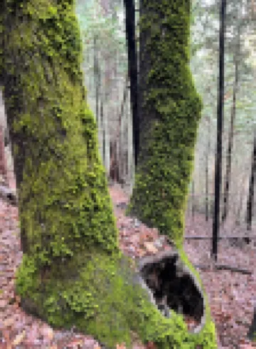 Handcrafted Roundhouse studio & loft. Large sky window + private outdoor shower