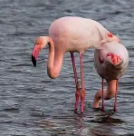 GIENS, T2 in owner's villa with swimming pool