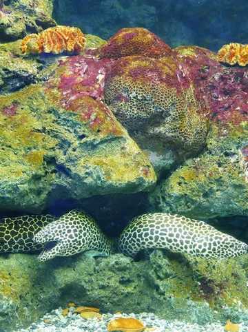 รูปภาพของไอ ซีวิว บางแสน รอยัล บีช