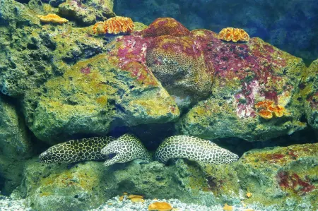 Blu Monkey Hub & Hotel Bangsaen Отели рядом с достопримечательностью «Bangsaen Beach Roundabout»