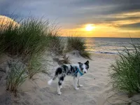 Pet Friendly Island Guest House with Pool