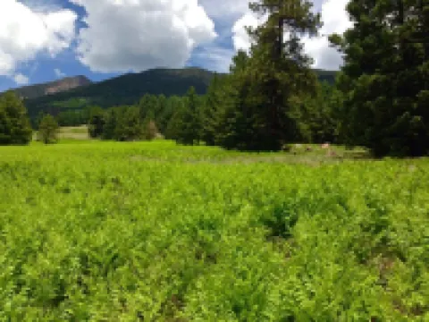 Log Cabin in tall pines, backs to forest, great hiking, star-gazing, biking!