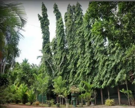 Villa Sunshine Hotel Отели рядом с достопримечательностью «Marawila Beach»