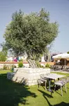 Alaçatı Limonaia Hotel - Bed and Breakfasts