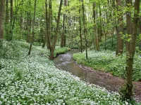 Ingleby Manor - Manor Cottage