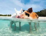 Luxurious Exuma 2 Bdrm Apartment, Newly Built, #2