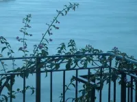 Il Giardino Dei Limoni