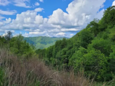 Elysium Falls deep in the Laurels