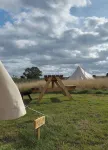 5m XL Bell Tent with Log Burner Near Whitby Hotels in Loftus