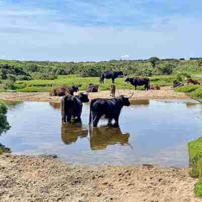 Stable Barn Apartment at Bodmin Moor Others