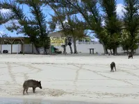 Pink Bikini Apartment with Dock, Green Turtle Cay Hotels in Green Turtle Cay