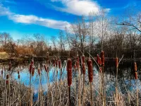 Ruby’s Red Cabin Hot Tub Nature Horses Indy - Апартаменты
