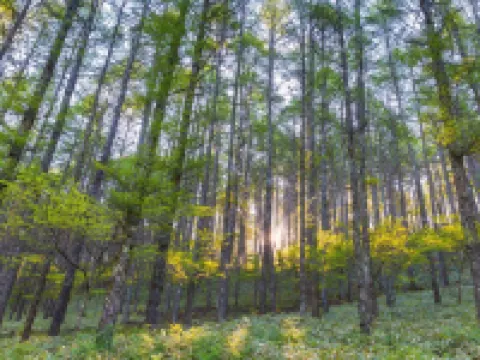 Desilva Bandara Hotels in Kebun Bunga