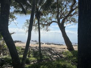 Daintree Crocodylus