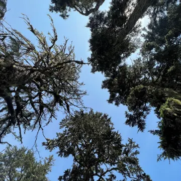 King bed and sunset views pine trees and hiking trails await you! Pinetreepalace