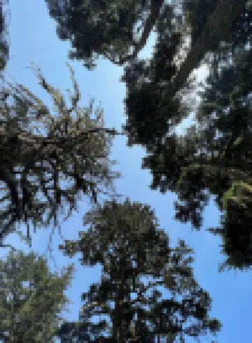 King bed and sunset views pine trees and hiking trails await you! Pinetreepalace
