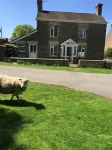 Peaceful, Cosy Cottage in the  Forest of Dean Overlooking Common Land. Hotels in 