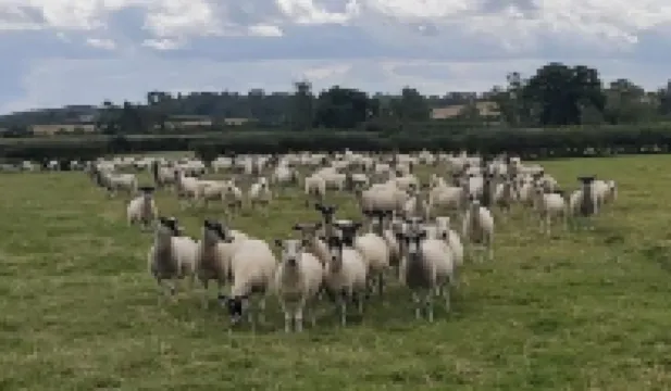 Willow Cottage 4 bedroomCosy stopover, dogs welcome