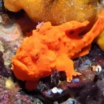 Sogod Bay Scuba Resort - parking