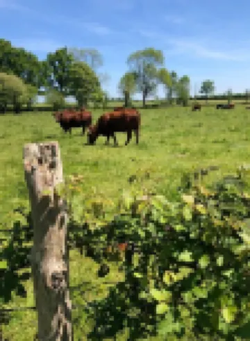 Le Verger (Le Plessis)