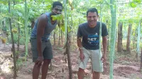 Araliya Self Cooking Resort Dambulla