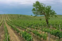 Winery Chabiant Hotel Hôtels à : Ismayilli