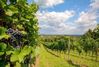 Zum Sausaler - Sudsteiermark فنادق في Oberhaag