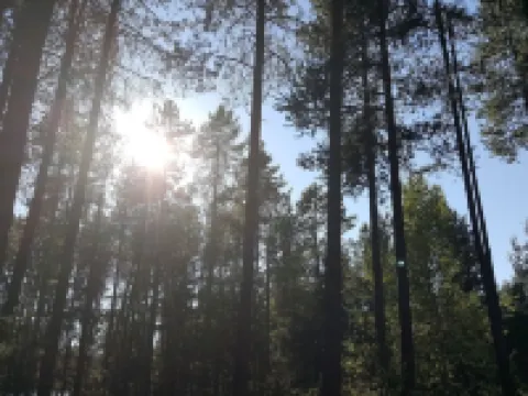 Themed Bear's Den Cabin__nestled in the pines minutes outside of Glacier Park. Hotels in Coram