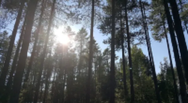 Themed Bear's Den Cabin__nestled in the pines minutes outside of Glacier Park.