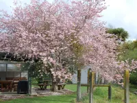 Egmont Eco Leisure Park & Backpackers Hotels in New Plymouth