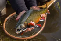 Teton Valley Motel فنادق في Victor
