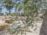 Masseria Fanizzi Hotels in Conversano