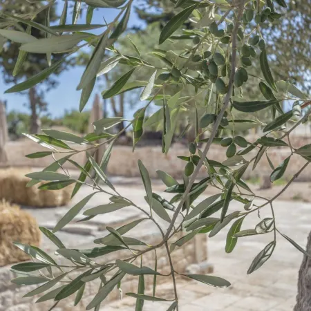 Masseria Fanizzi