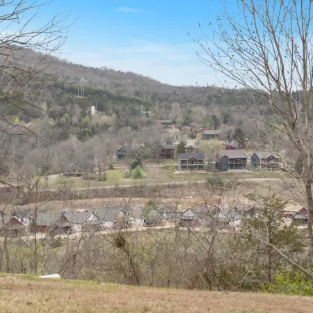 Mossy Pines of the Ozarks