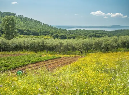 Your Bucolic Holidays at Lake Bracciano, with Friends or Family Отели в г. Тревиньяно-Романо