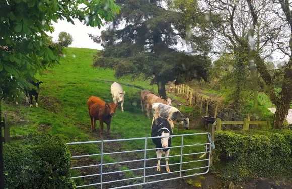 可容納2人的公寓，帶木火爐